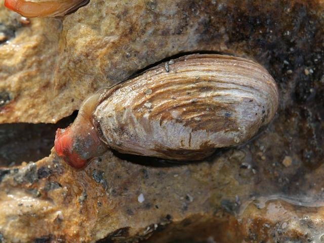 太平洋潜泥蛤,又名皇帝蚌,女神蛤,海产商品名称为象拔蚌.