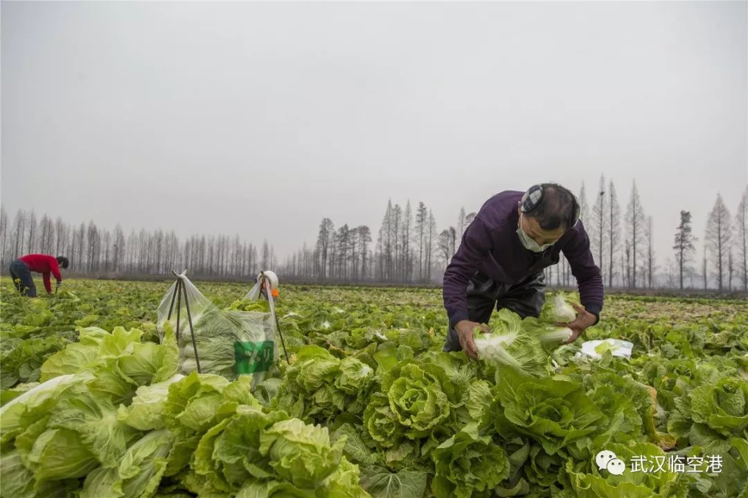 "辛安渡农户把 1.1 万斤现摘蔬菜送给困难群众