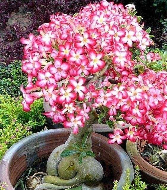 沙漠玫瑰怎么过冬做好3步枝干壮不掉叶正常开花鲜艳靓丽