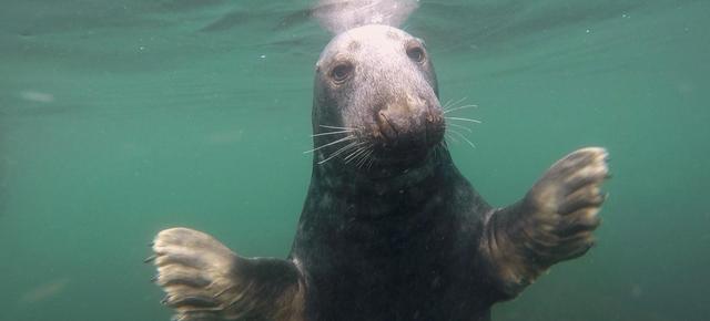 灰色海豹被发现在水下通过鼓掌进行交流