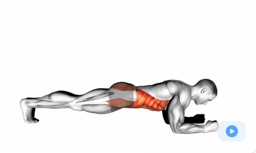 平板支撑肌肉发力图图片