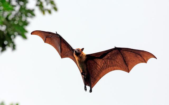 蝙蝠不仅"毒",心跳每分达1066次,为什么寿命却高达40年?