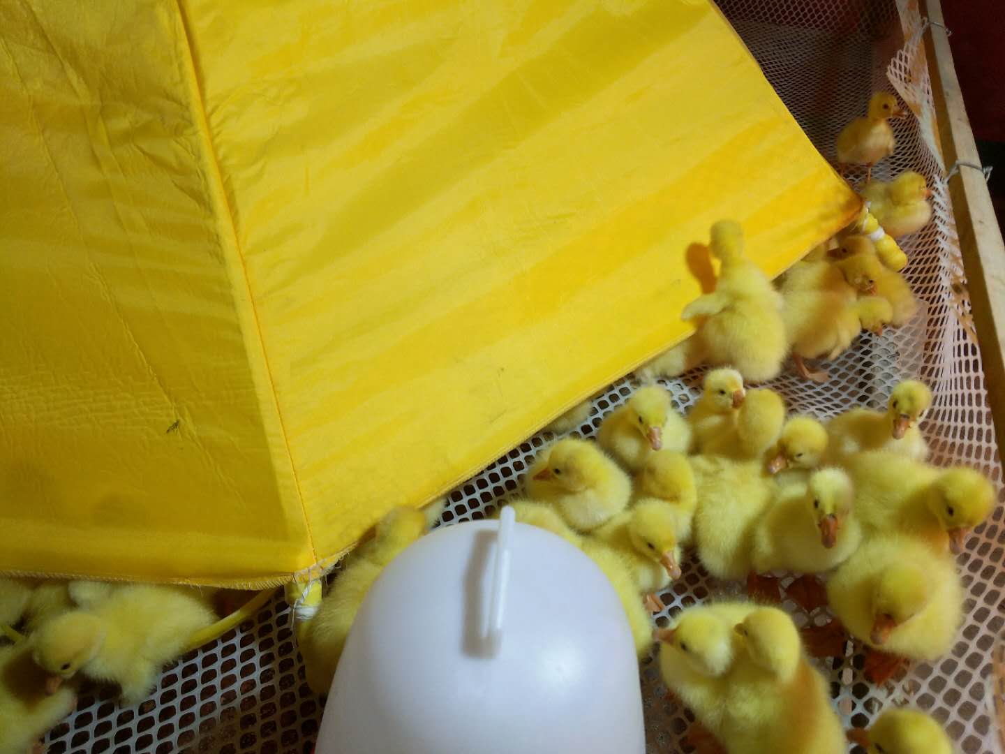 保温伞育雏小鸡的效果如何呢?小农庄分享实际的操作经验