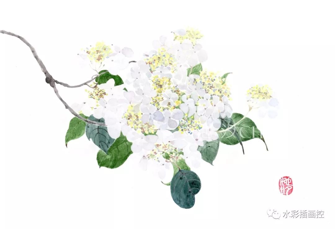 古风水彩花卉教程— 紫茉莉