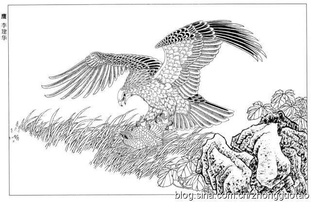 工笔画白描图谱之鹰