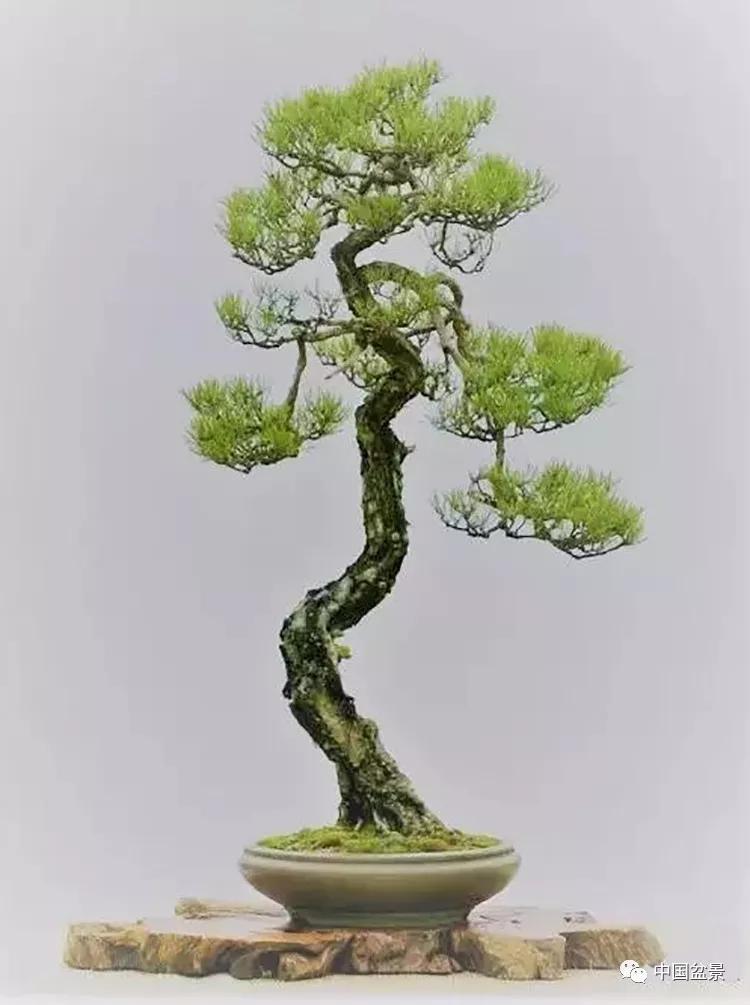 松树盆景怎样矮化