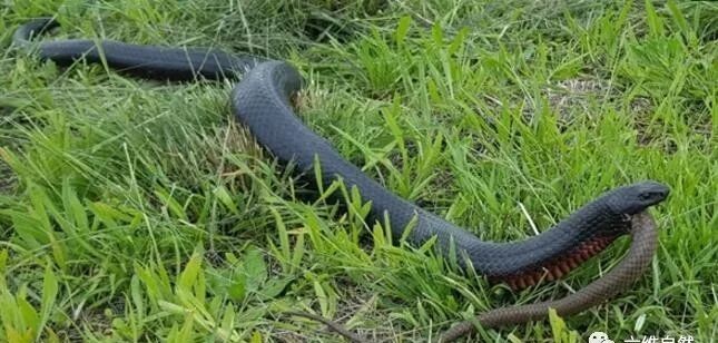 虎蛇捕食棕蛇,澳洲老虎蛇外形让人不寒而粟!_毒蛇