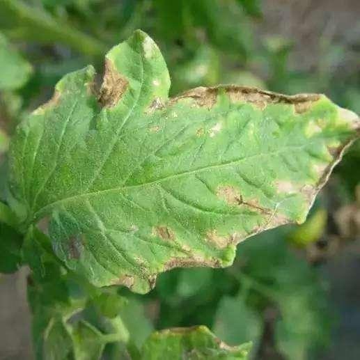 不合格代森锰锌容易造成药害高发盲目混配影响用药安全