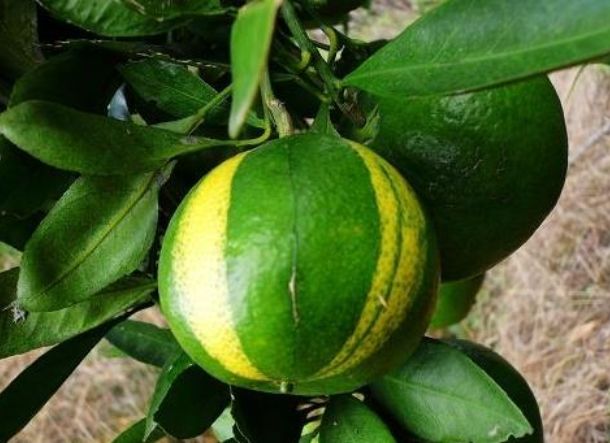 【转角遇见.植物之家】笑树_皮果