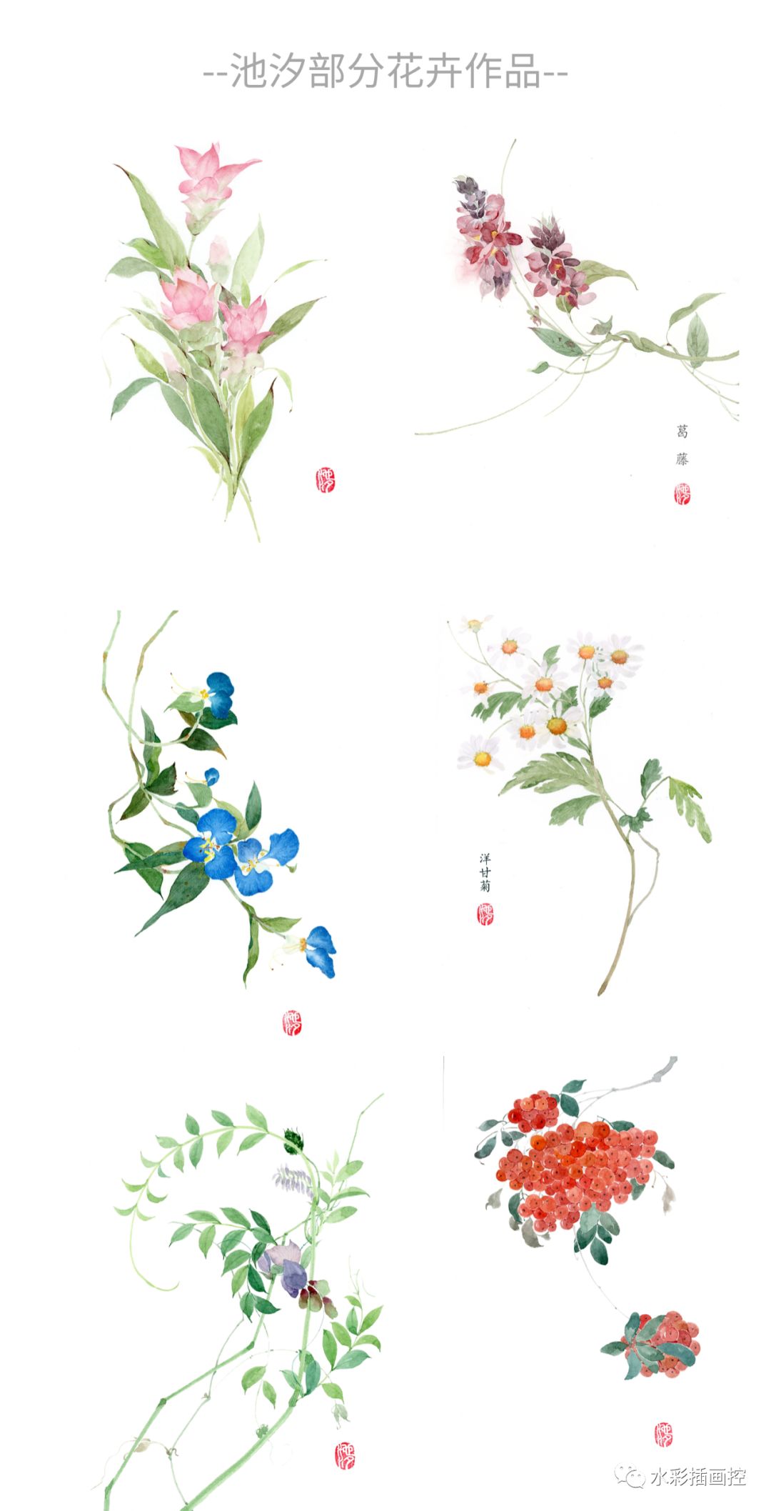 古风水彩花卉教程— 紫茉莉