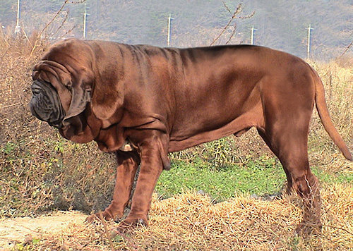 原创世界上著名的二十种超大型狗你认识多少