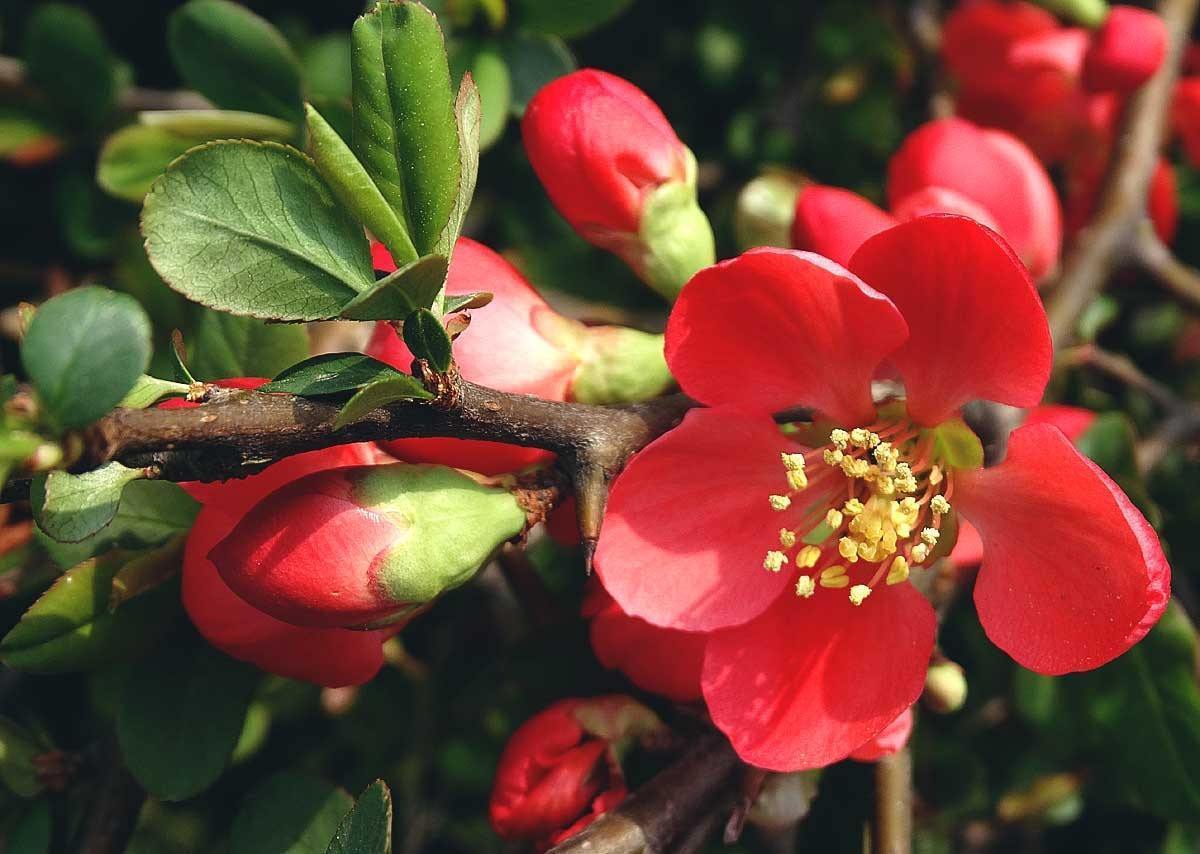金堂县作协梁扬进海棠花开