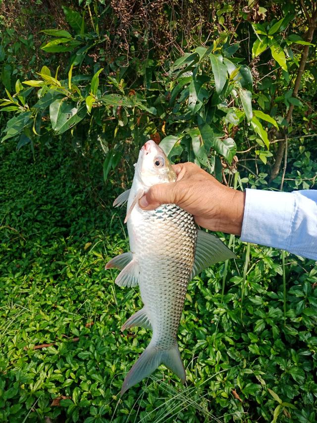 求大师们指导鲮鱼钓法及用饵