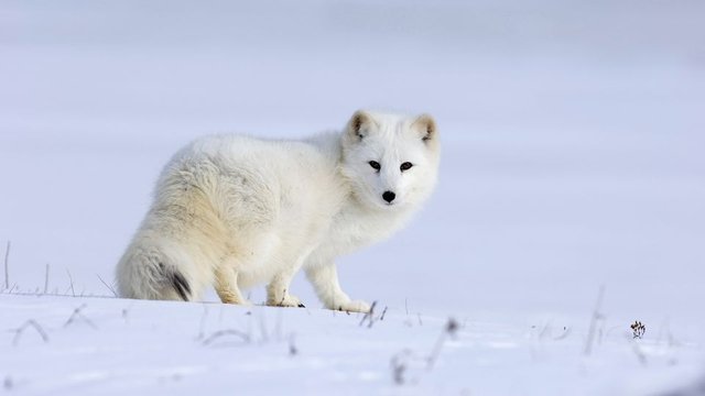 北寒带动物图片