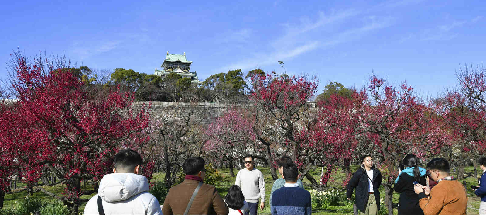 日本大阪城公园梅花盛放 吸引游人驻足观赏 图片