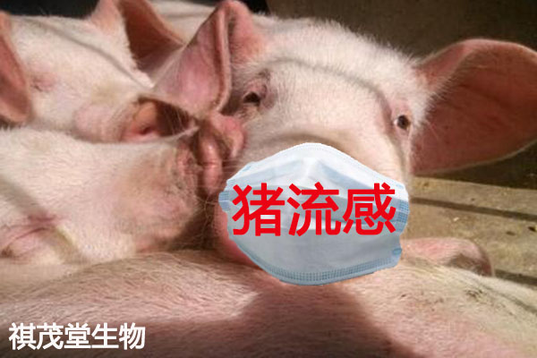 猪流行性感冒是由猪流感病毒引起的,早春,晚秋以及冬季多发的病毒性