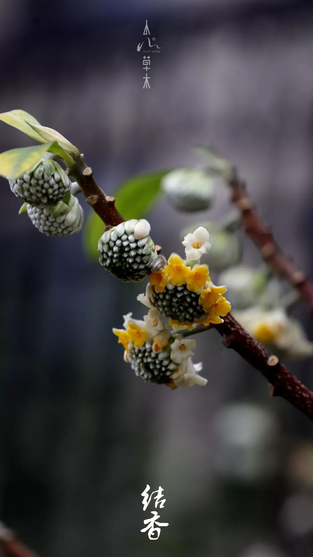 冬天的结香花图片