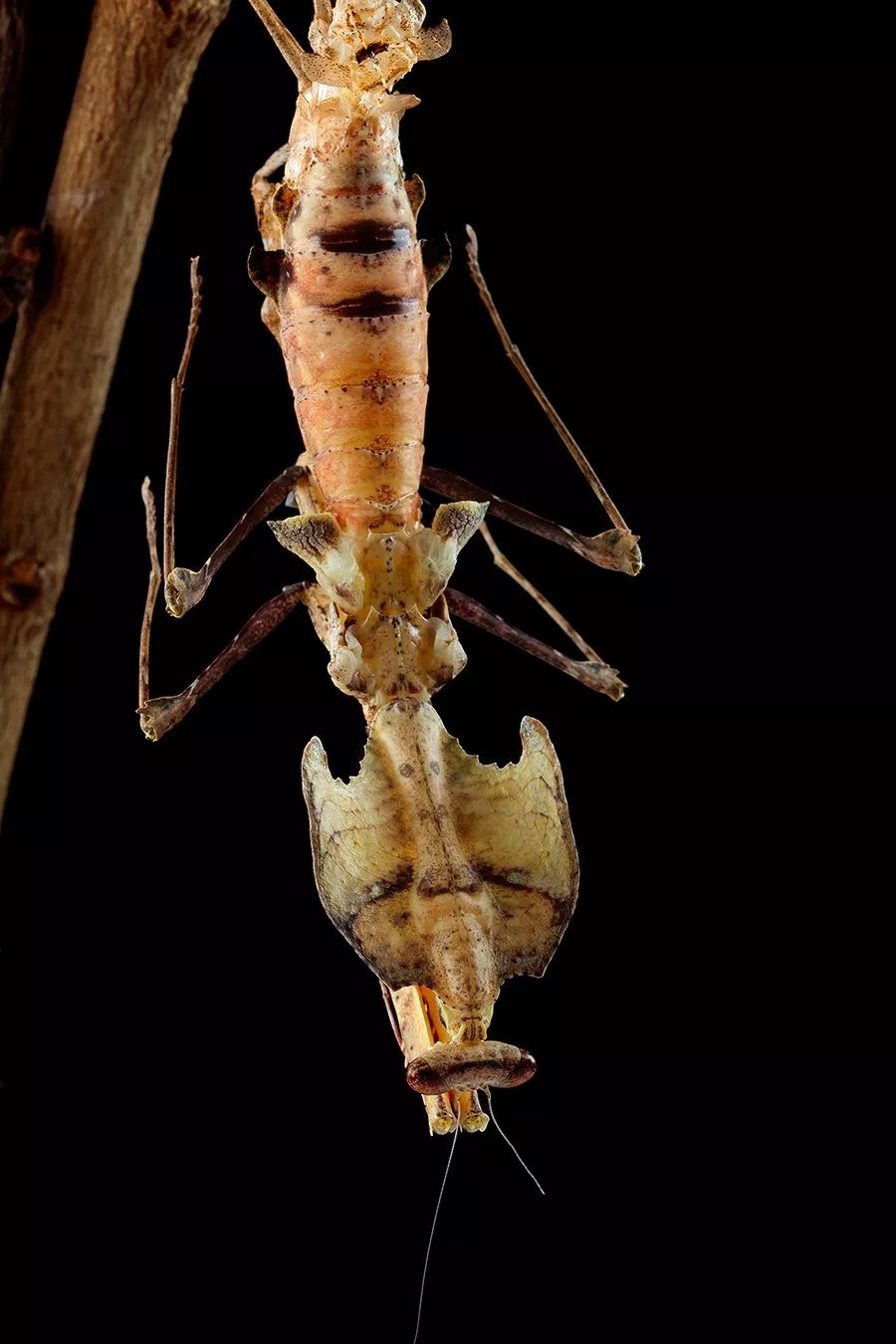 斯氏叶背螳的羽化与随想