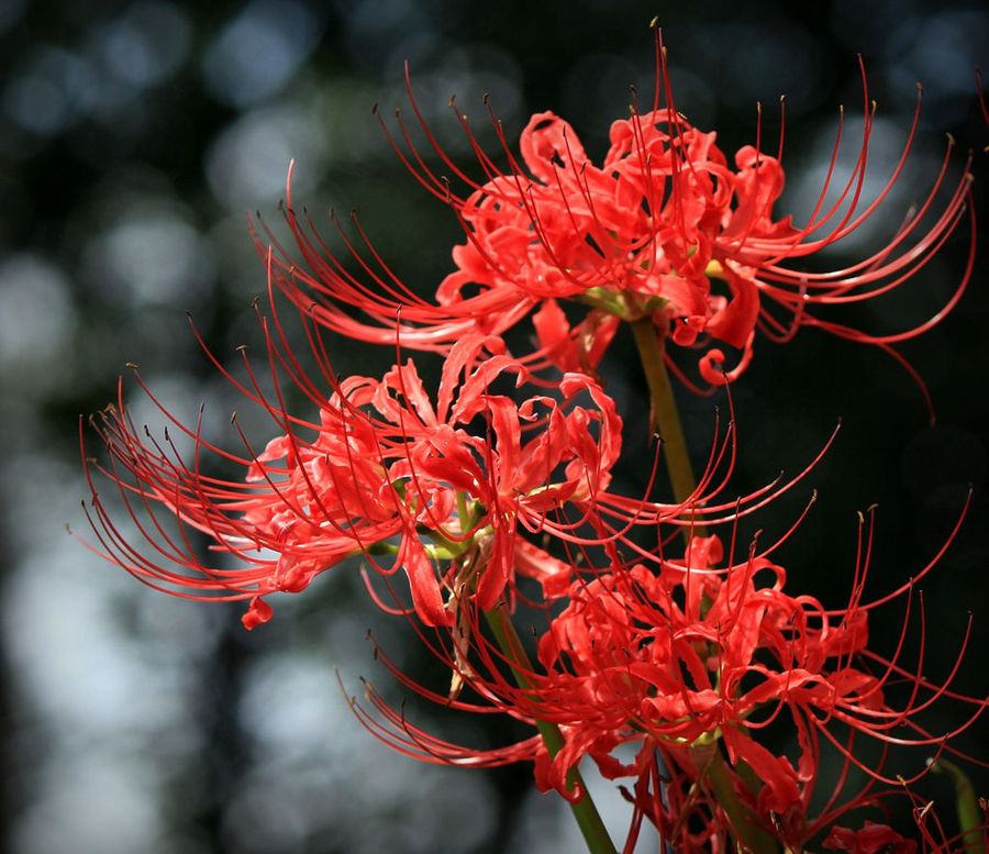 传说中妖异的彼岸花红颜奇特,养护却不复杂,注意这几点就行