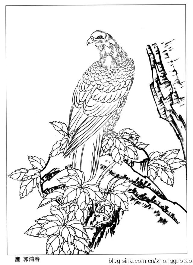 工笔画白描图谱之鹰