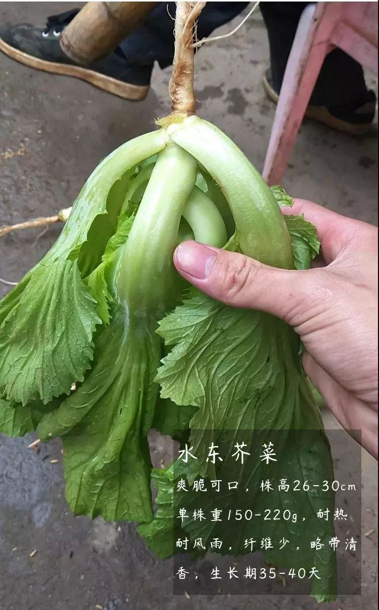 水芥菜的样子图片图片