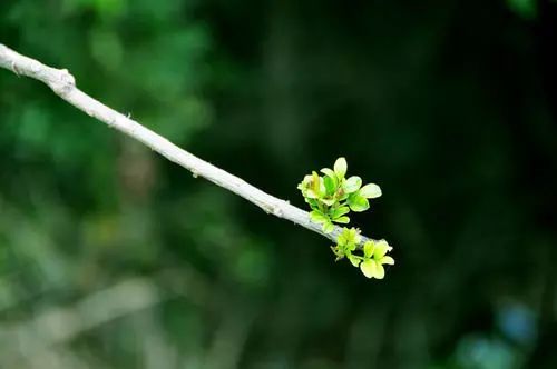 中华非遗之美课程二十四节气立春北航实验学校中华优秀