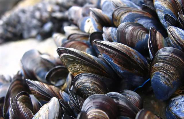 到目前为止,仍然没有十分有效的办法解决此次生物入侵,而且斑马贻贝