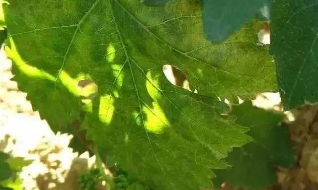 不合格代森锰锌容易造成药害高发盲目混配影响用药安全