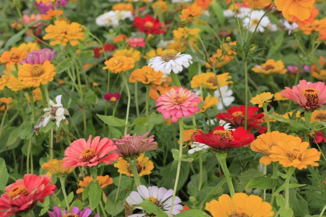 【立春】春光灿烂 百花齐放,祈福山河无恙 人间皆安!