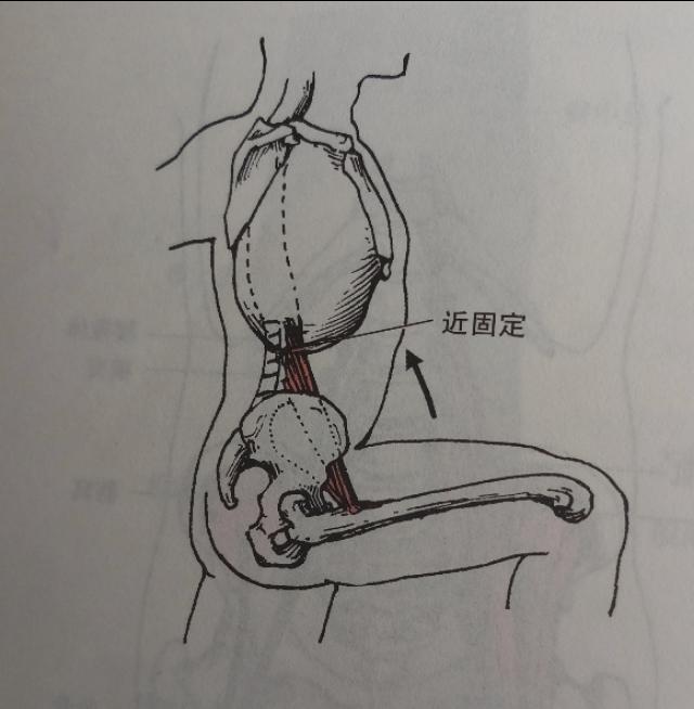 我们说过深层肌肉负责稳定.其实这一点也很好理解.
