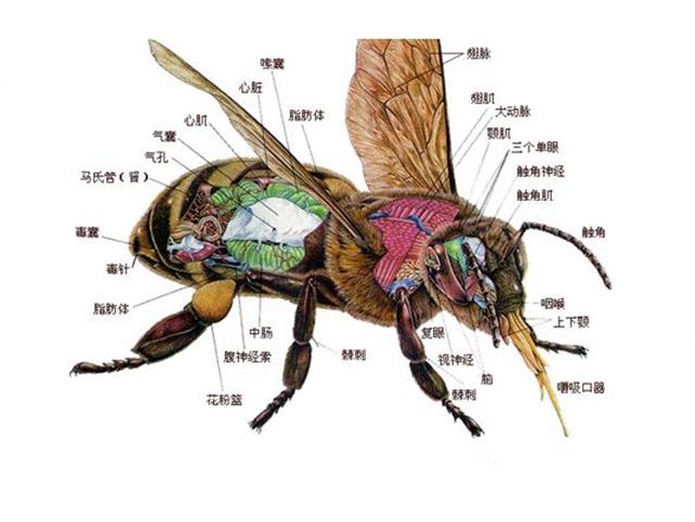 蜜蜂养殖技术蜜蜂内部构造的六大腺体和五大系统
