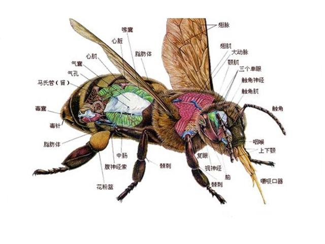 蜜蜂部位结构图片图片