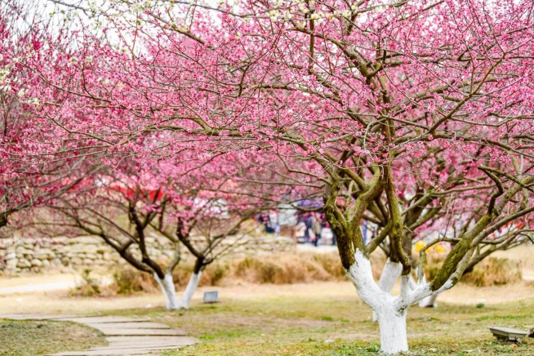 秀麗東方梅花—2020年2月實拍美人梅谷怪石嶙峋,依山傍水池旁溝間