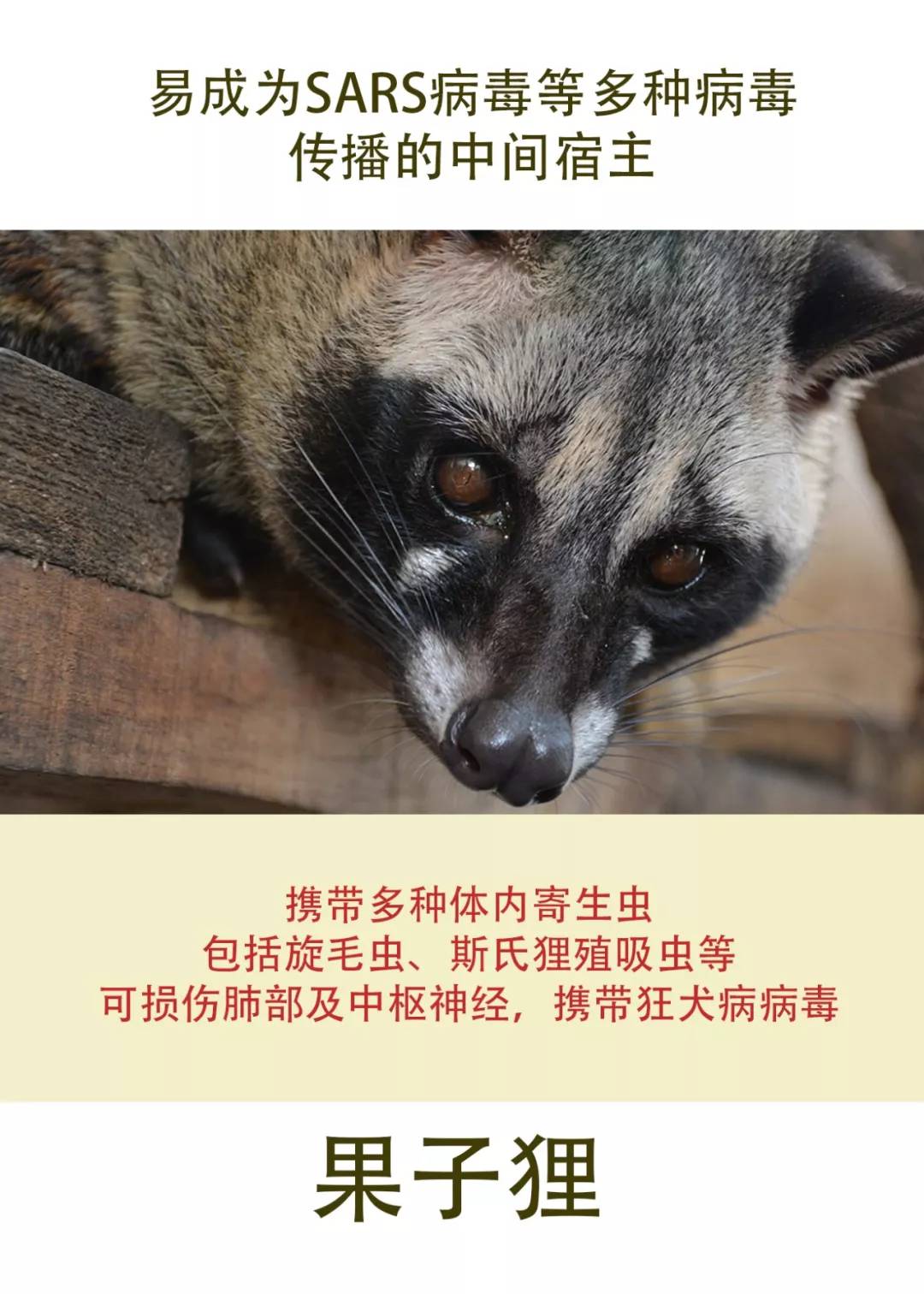 还敢吃野味儿?你吃的是病毒"蓄水池"