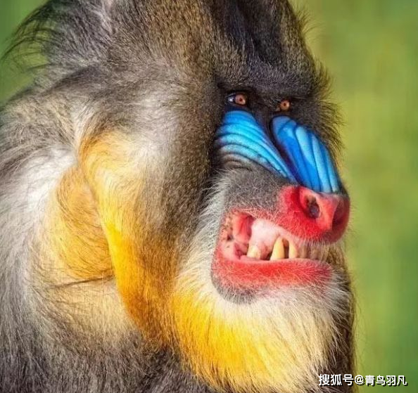 非洲猴子有54公斤脸和屁股都是彩色的不怕任何动物就怕人类