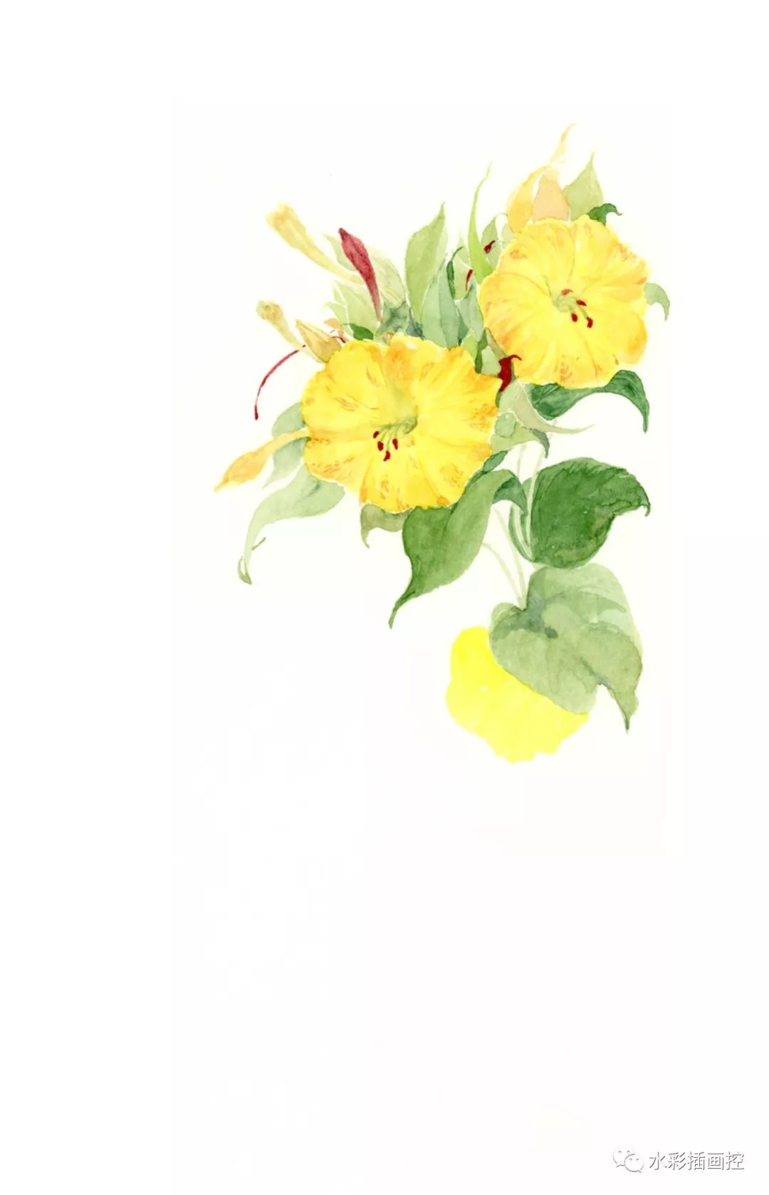 古风水彩花卉教程— 紫茉莉