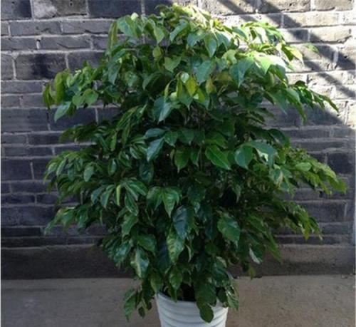 养花宜人,镇宅旺财花,就选这种,改善环境,是家庭盆栽佳品!