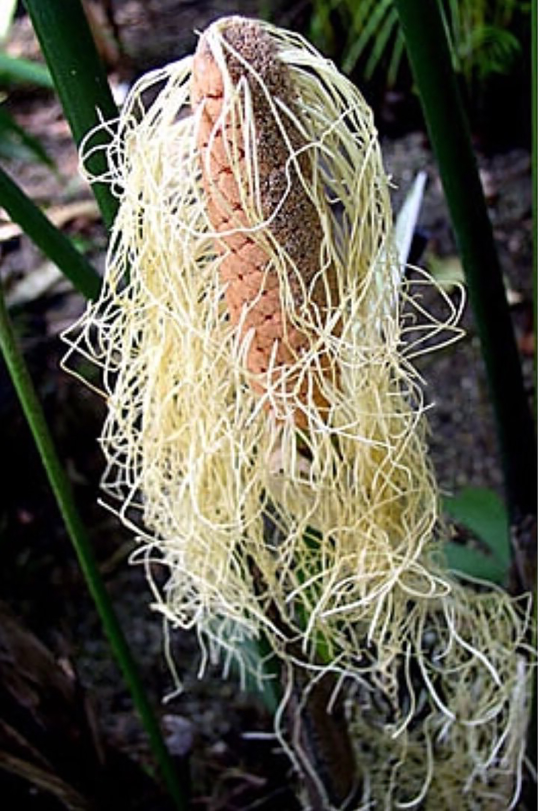 拉面竟由树上生出来日本网友目睹中美洲拉面植物高呼好想吃