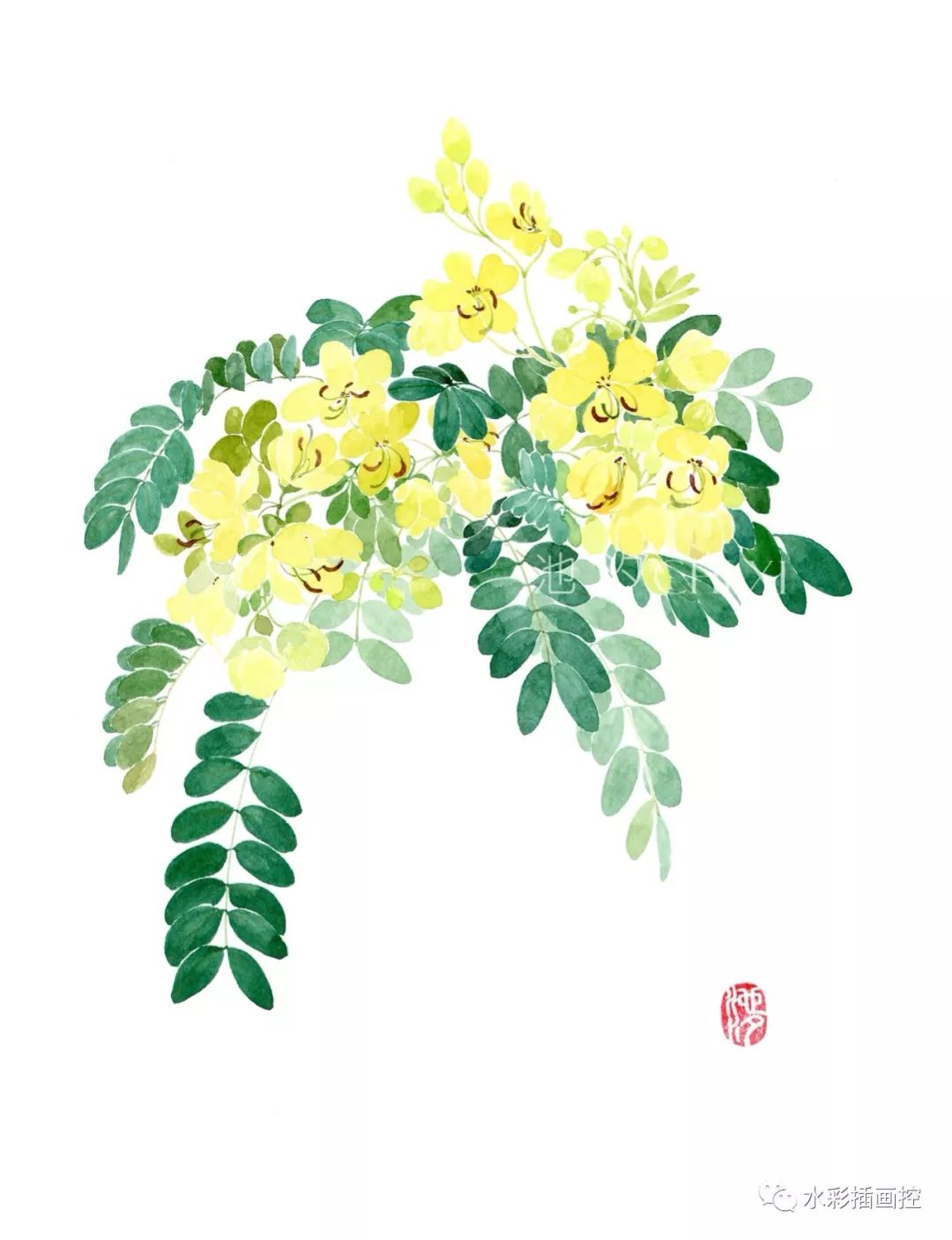 古风水彩花卉教程— 紫茉莉