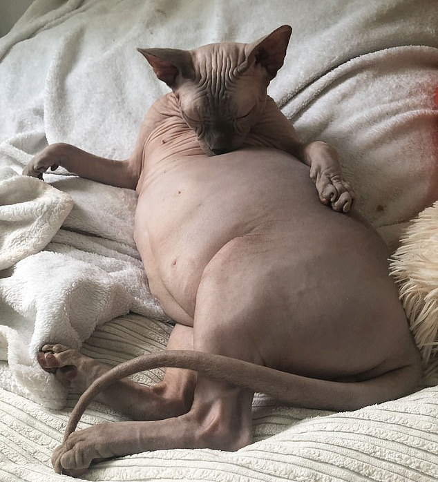 原创无毛猫一旦胖起来啥都藏不住