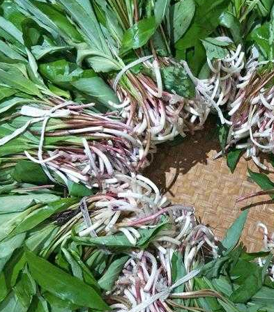 鹿耳韭,别名天韭,玉簪叶韭,天蒜.