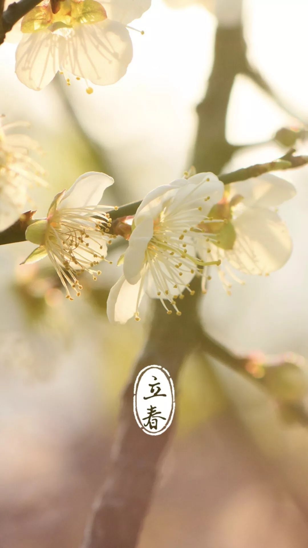 今日立春春天终将到来