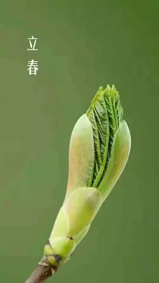 立春||二十四节气之立春-搜狐大视野-搜狐新闻