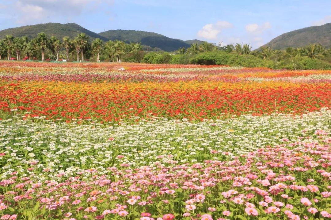 【立春】春光灿烂 百花齐放,祈福山河无恙 人间皆安!