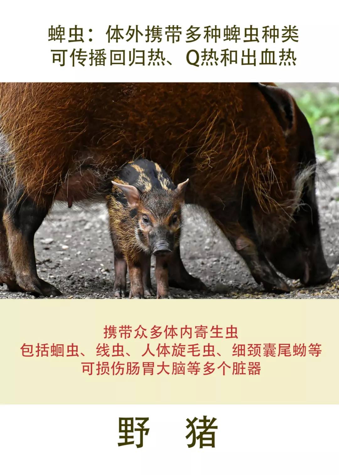野猪蜱虫:体外携带多种蜱虫种类可传播回归热,q热和出血热携带众多体