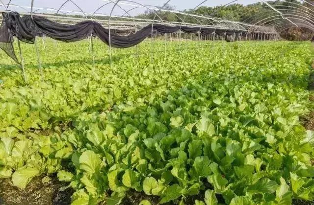 芥菜,成了思乡的情怀寄托电白,地处南海之滨产地自然条件的不可复制与