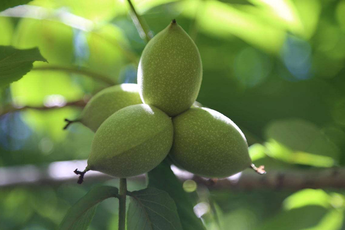 核桃树栽培技术|核桃树采穗圃的建立方法