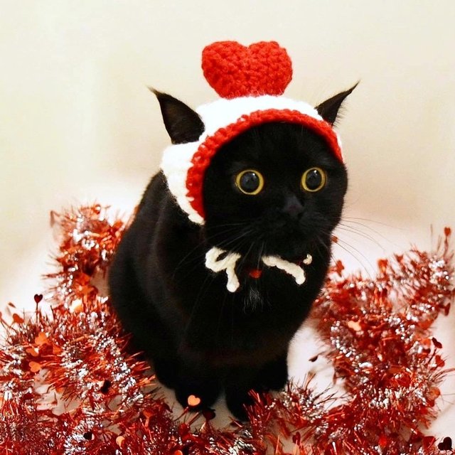 超可爱的黑猫,爱了爱了!