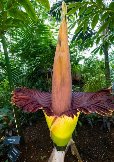 世界上10大最稀有的花,你知道几种?_草本植物