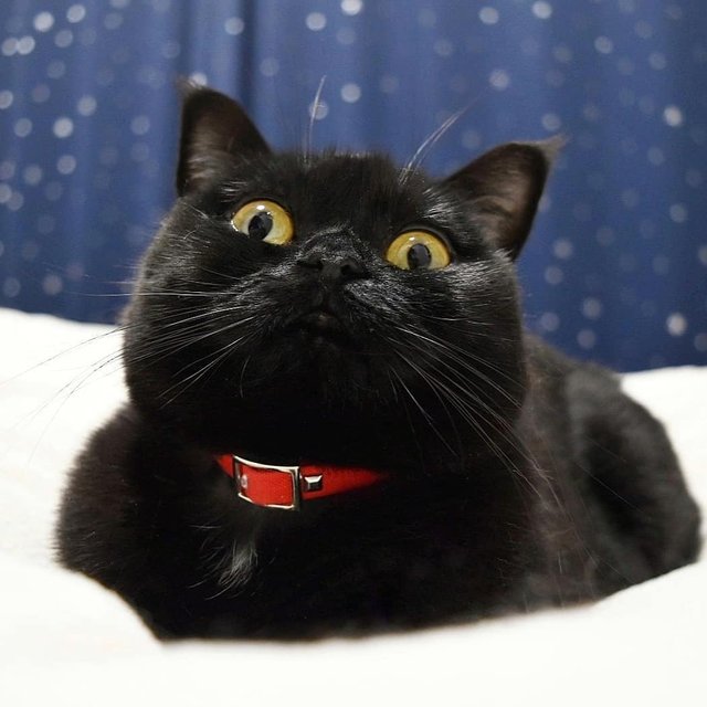 超可爱的黑猫爱了爱了